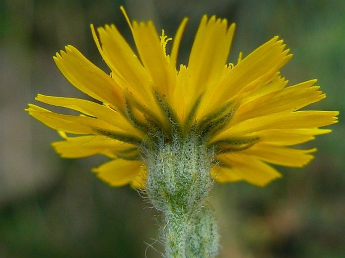 Hieracium rothianum