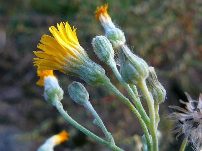 Pilosella rothiana