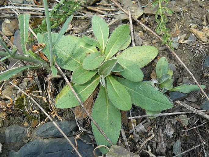 Hieracium rothianum