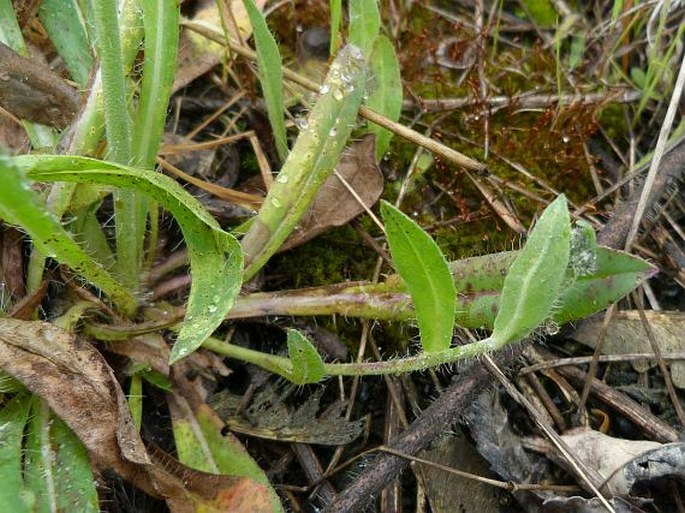 Hieracium rothianum