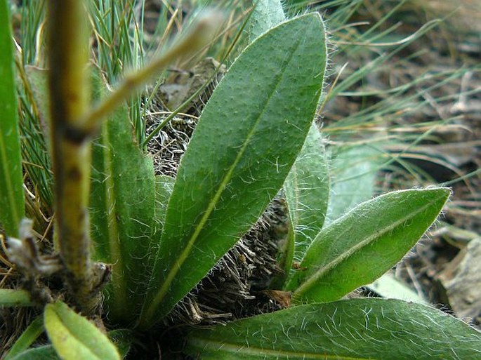 Pilosella rothiana