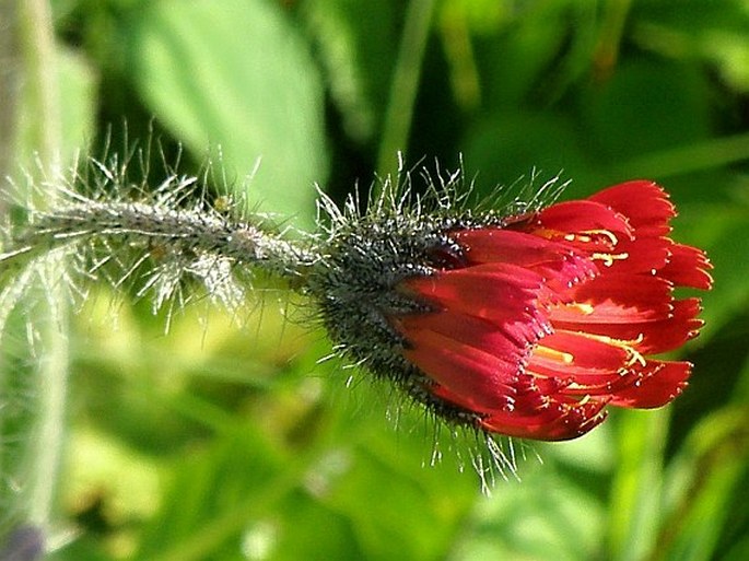 Hieracium rubrum