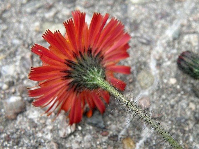 Hieracium rubrum