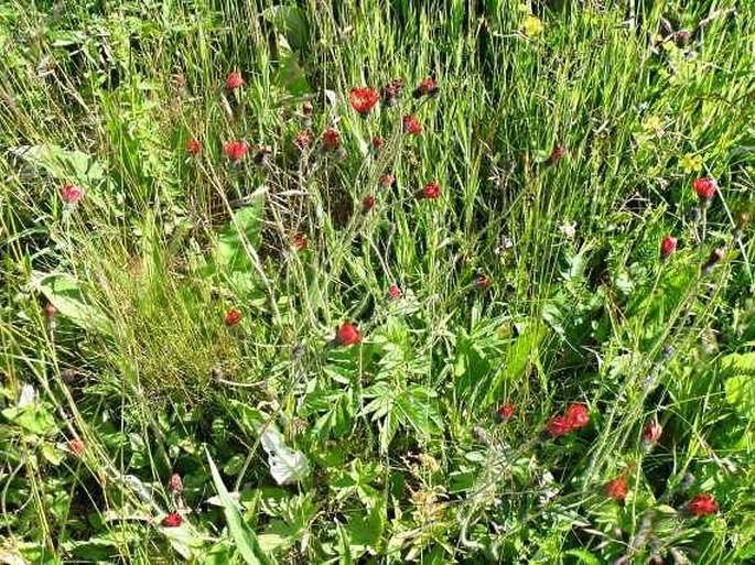 Pilosella rubra