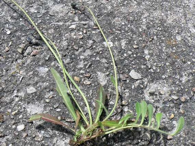 Hieracium rubrum