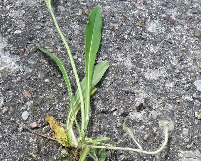 Hieracium rubrum