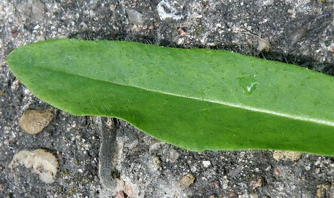 Hieracium rubrum