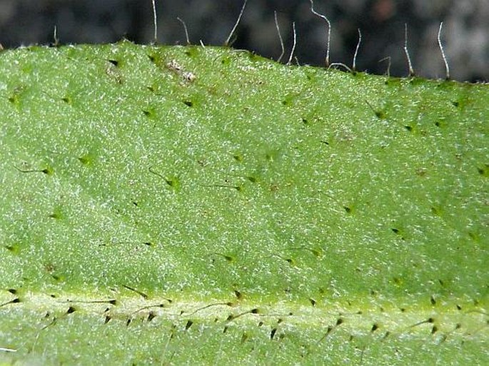 Pilosella rubra