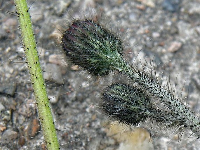 Hieracium rubrum