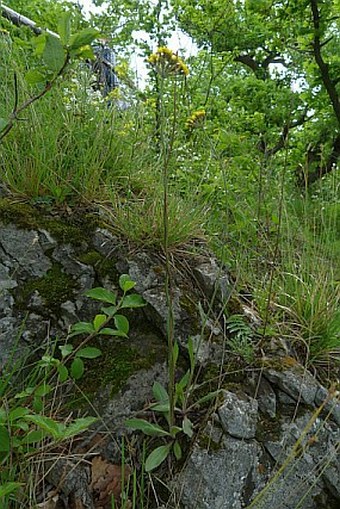 Hieracium cymosum