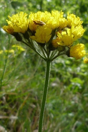 Pilosella cymosa