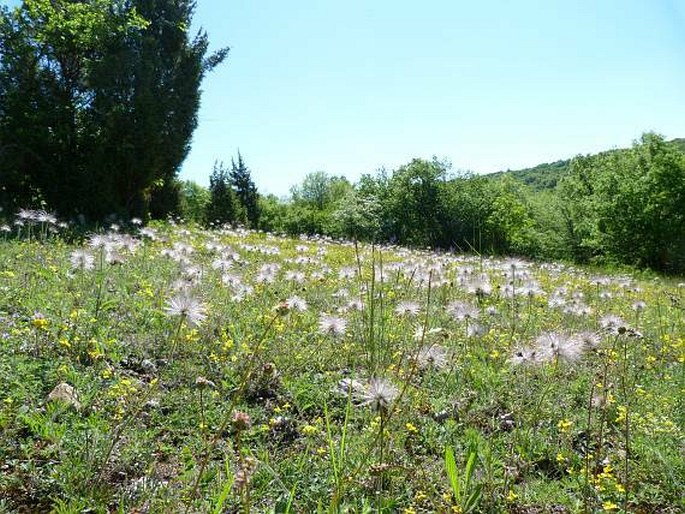 Hieracium cymosum