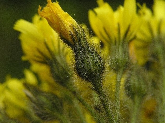 Hieracium cymosum