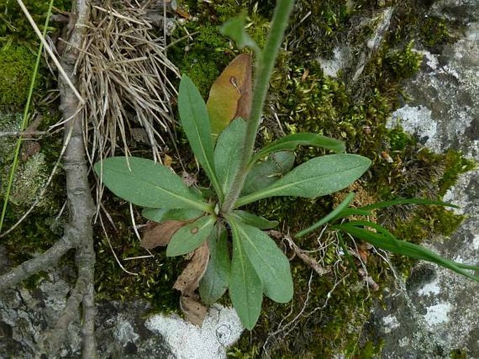 Pilosella cymosa