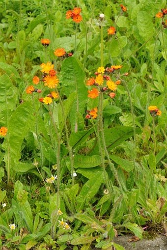 Hieracium fuscoatrum