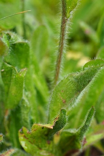 Pilosella fuscoatra