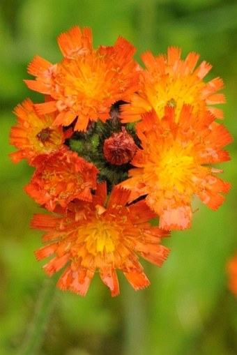 Hieracium fuscoatrum