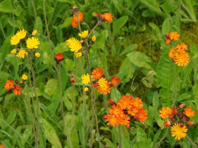 Hieracium fuscoatrum