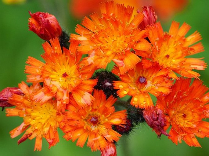 Hieracium fuscoatrum