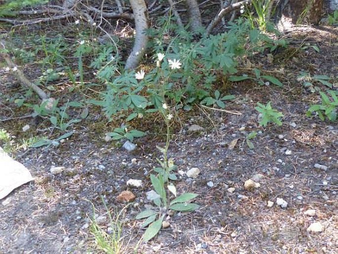 Hieracium albiflorum