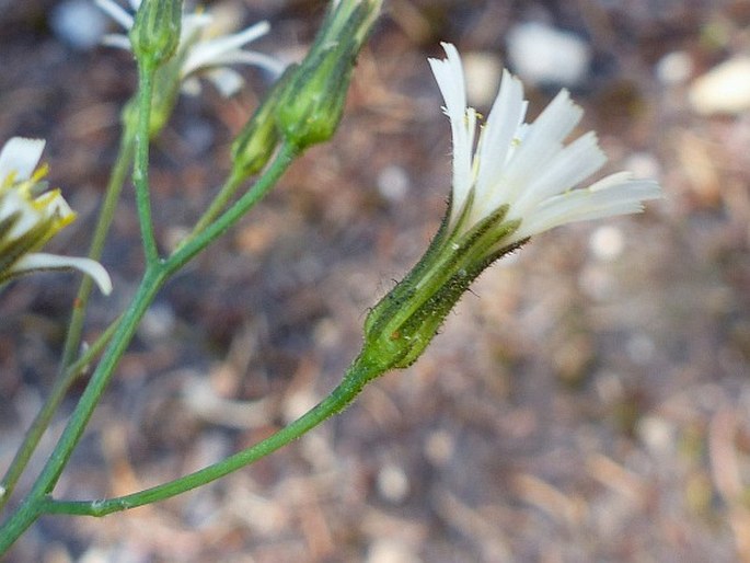 Hieracium albiflorum