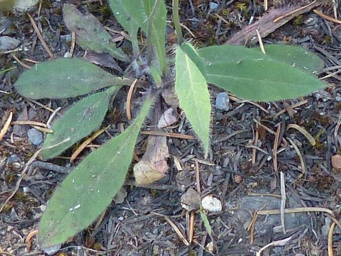 Hieracium albiflorum