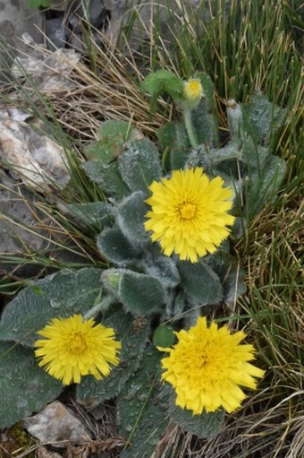 Hieracium mixtum