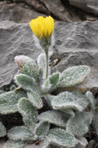 Hieracium mixtum