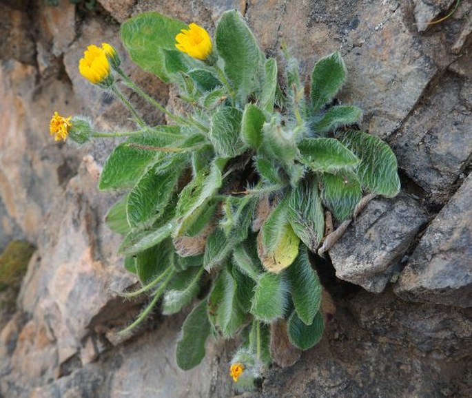 HIERACIUM MIXTUM Lapeyr. ex Froel. – jestřábník pomíchaný / jastrabník