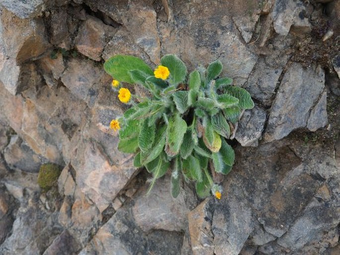 Hieracium mixtum