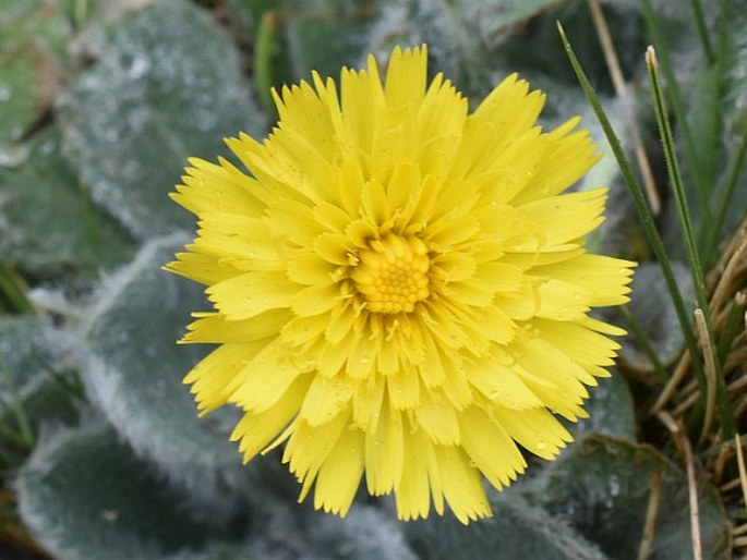 Hieracium mixtum