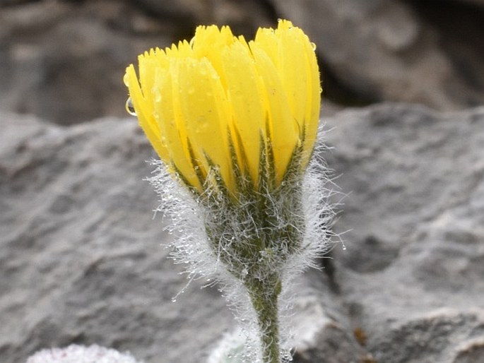 Hieracium mixtum