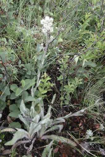 Hieracium scouleri