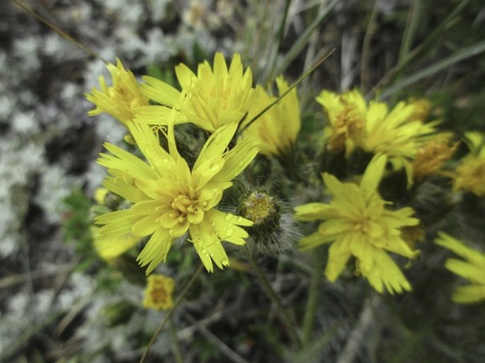 HIERACIUM SCOULERI Hooker –  jestřábník / jastrabník