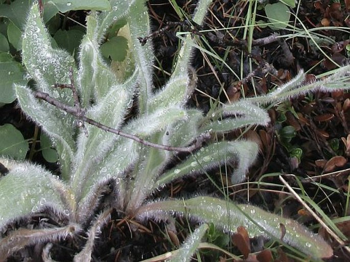 Hieracium scouleri