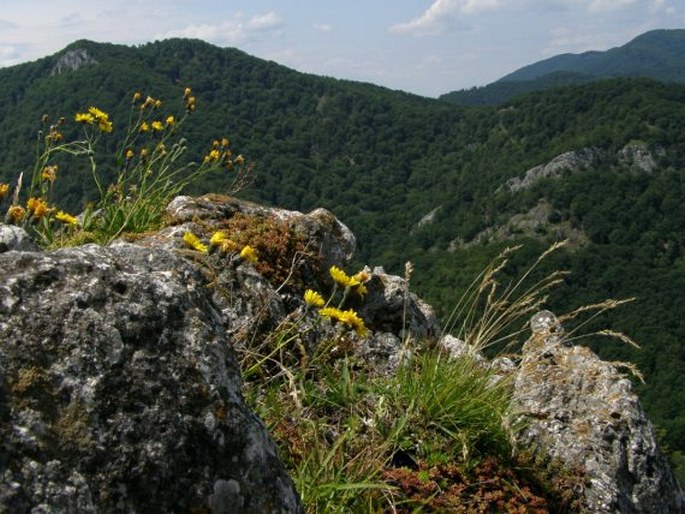 Hieracium bupleuroides