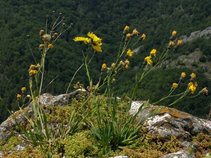 Hieracium bupleuroides