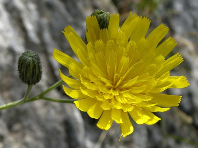 Hieracium bupleuroides