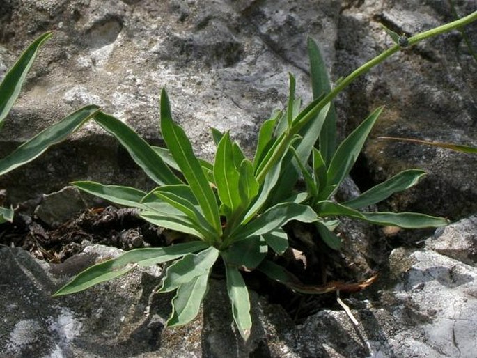 Hieracium bupleuroides