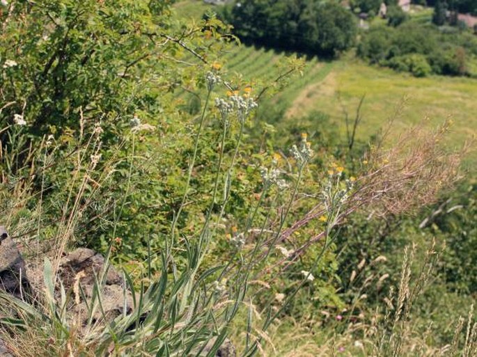 Hieracium echioides