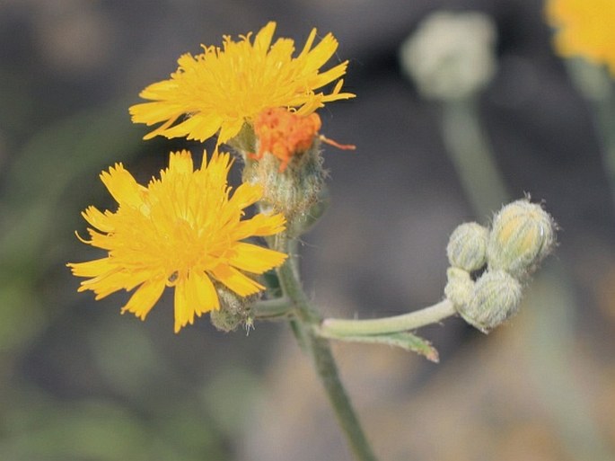 Hieracium echioides