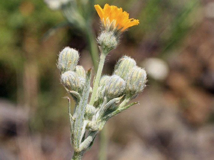 Pilosella echioides