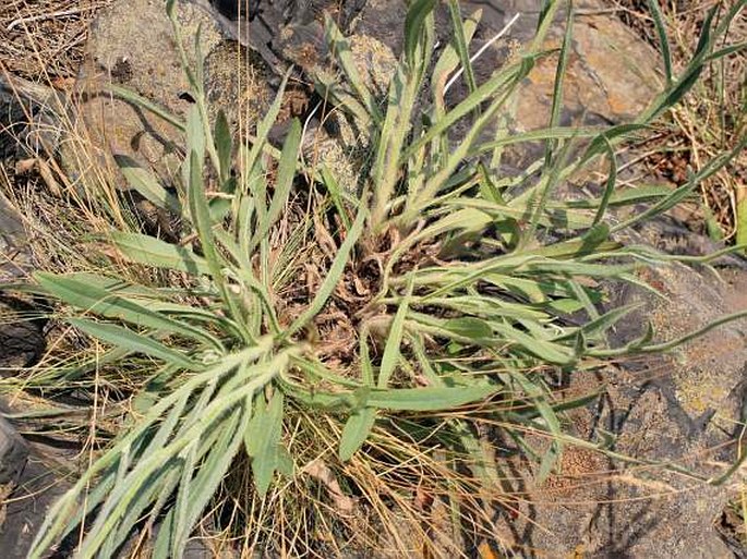 Hieracium echioides