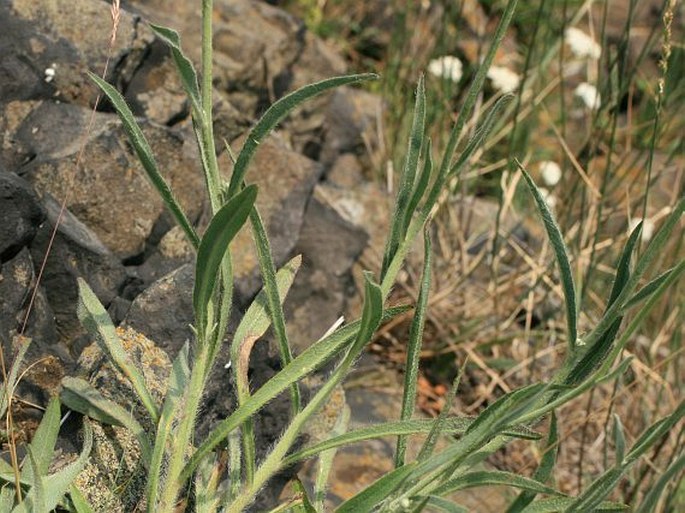 Hieracium echioides