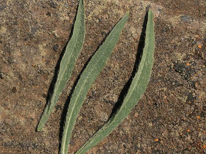 Hieracium echioides