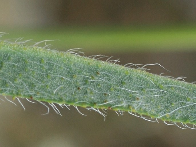 Pilosella echioides