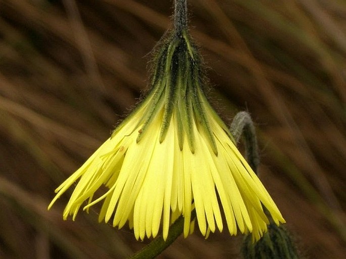 HIERACIUM JUBATUM Fr. – jestřábník / jastrabník