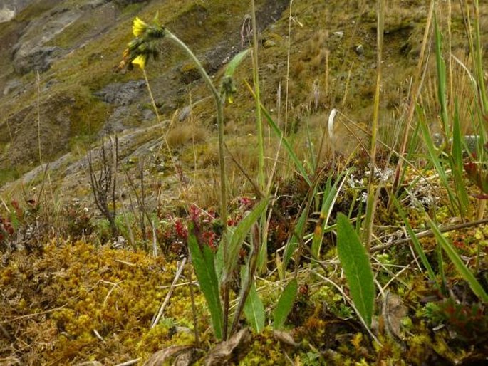 Hieracium jubatum