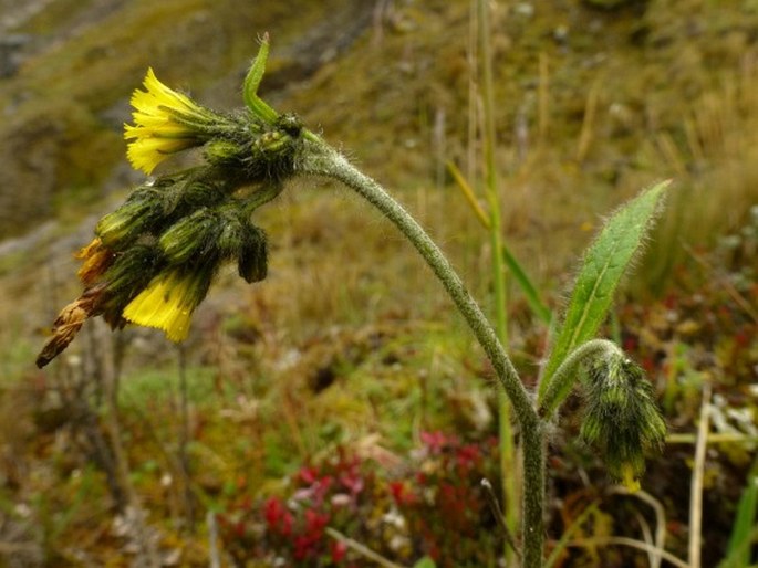 Hieracium jubatum