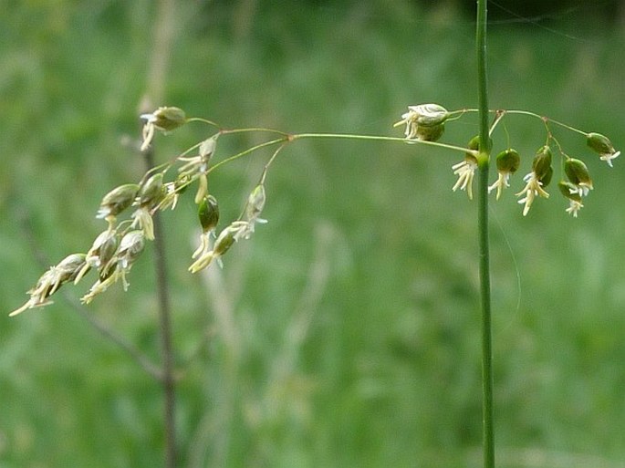 Hierochloë repens